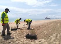 Avanzan las tareas de regeneración y reforestación dunar en la Playa Norte de Peñíscola
