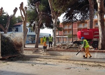 El área de Servicios del Ayuntamiento de Peñíscola continuará con la poda de árboles en el municipio durante todo el mes de febrero