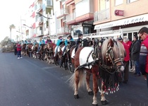 Peñíscola comienza los festejos en honor a San Antonio Abad con la bajada del árbol